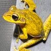 frog_in_florida